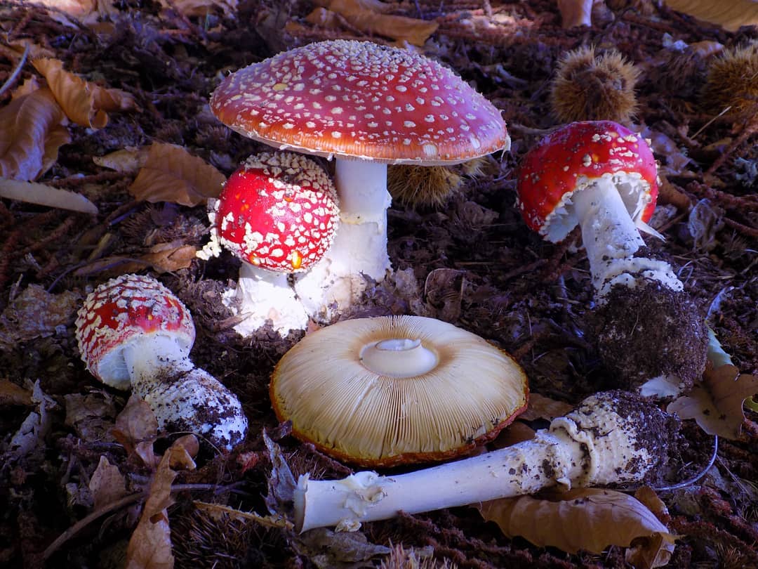 Ядовитые грибы в краснодарском крае фото